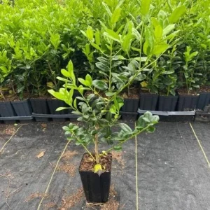 Dragon Lady Holly Live Plant – Quart Pot – Evergreen Shrub – Outdoor - Image 5