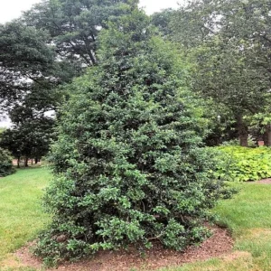 Dragon Lady Holly Live Plant – Quart Pot – Evergreen Shrub – Outdoor - Image 6