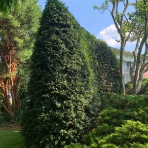 Dragon Lady Holly Live Plant – Quart Pot – Evergreen Shrub – Outdoor - Image 7