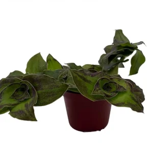 Dragon Tail Callisia soconuscensis Live Plant - 2.5" Pot - Indoor Foliage - Image 2