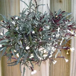 Dragon's Tongue Live Plant - Hemigraphis - 3.7" Pot - Indoor Houseplant - Image 2