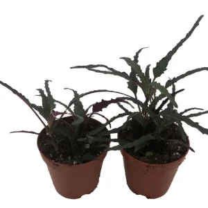 Dragon's Tongue Live Plant - Hemigraphis - Indoor Houseplant - 2 Inch Pot - 2 Pack - Image 2