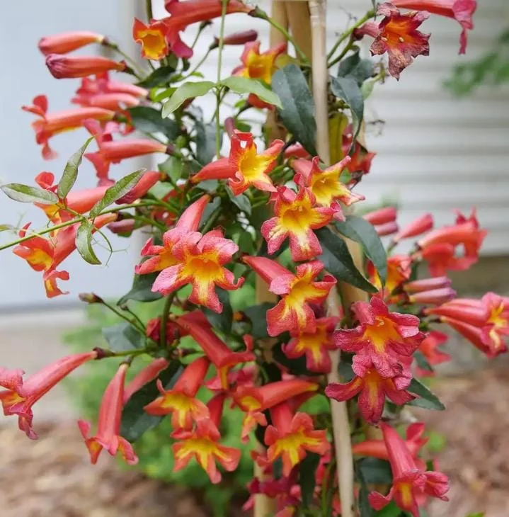 Dressed To Thrill Crossvine Live Plant - Bignonia capreolata - 4 inch Pot - Image 2
