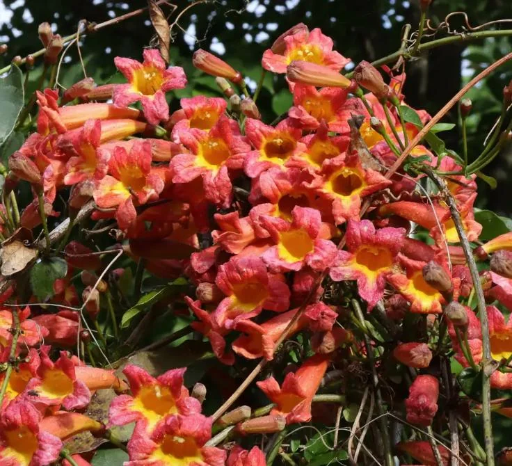 Dressed To Thrill Crossvine Live Plant - Bignonia capreolata - 4 inch Pot - Image 3