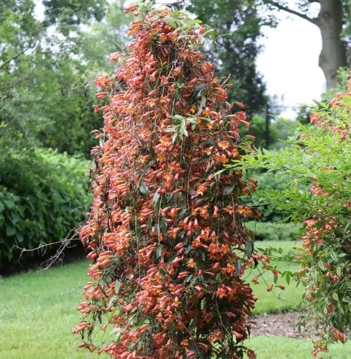 Dressed To Thrill Crossvine Live Plant - Bignonia capreolata - 4 inch Pot - Image 1