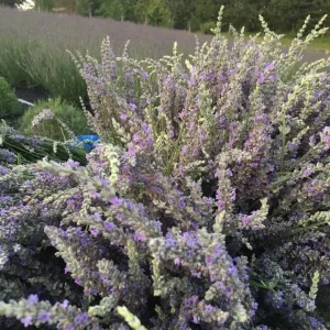 Dried Lavender Buds for Skincare, Home Fragrance & DIY Projects - Image 8