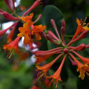 Dropmore Scarlet Honeysuckle Vine - Lonicera Live Plant 2.5" Pot - Attracts Hummingbirds - Image 1