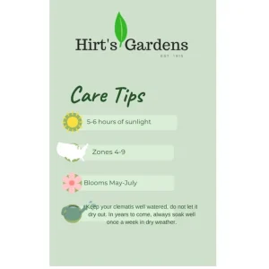 Dropmore Scarlet Honeysuckle Vine - Lonicera Live Plant 2.5