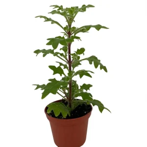 Duck Foot Swedish Ivy Live Plant – Plectranthus – 2.5" Pot – Indoor/Outdoor - Image 2