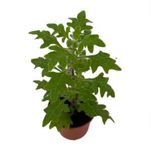 Duck Foot Swedish Ivy Live Plant – Plectranthus – 2.5" Pot – Indoor/Outdoor - Image 1