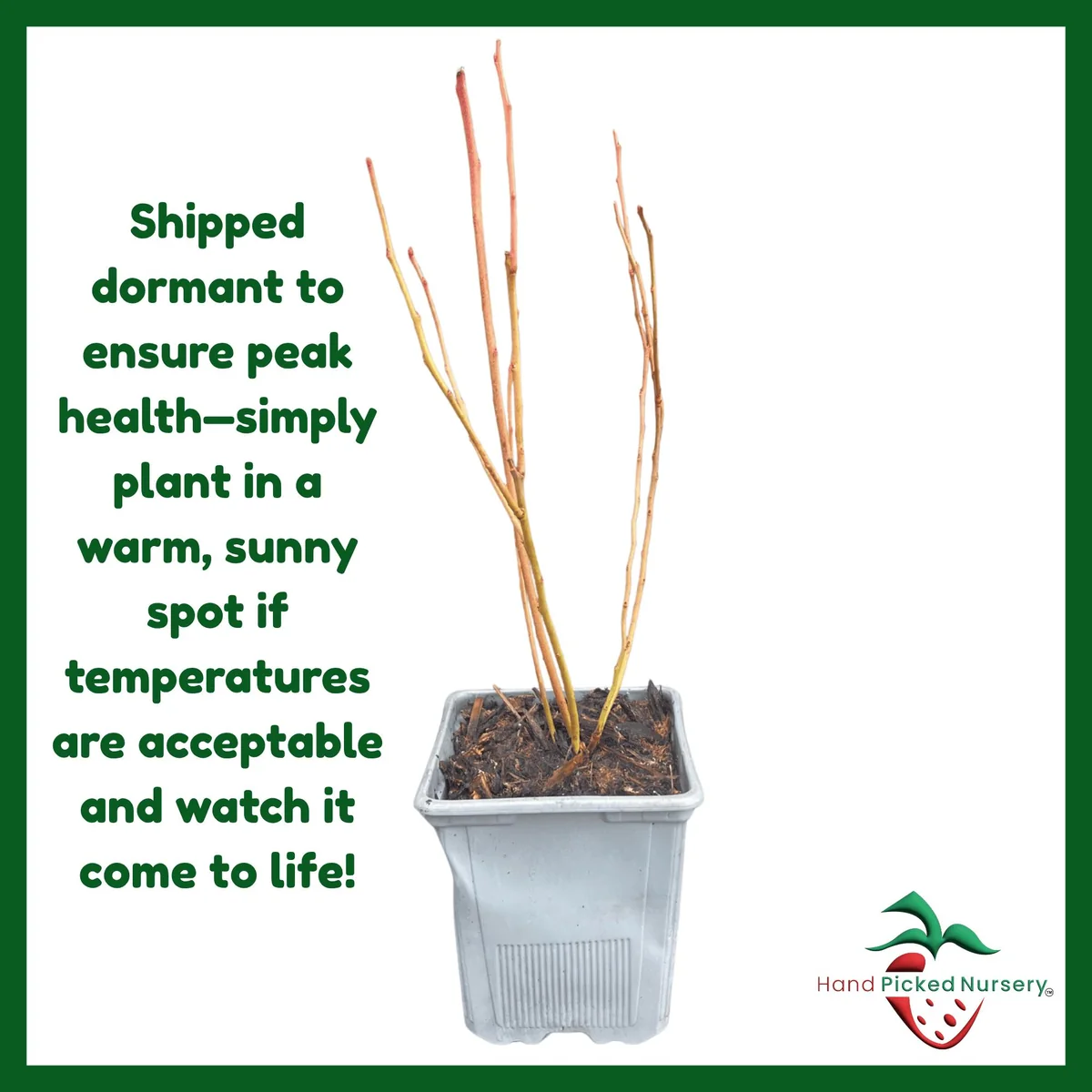 Duke Blueberry Live Plant – 1 Quart Pot, 10-12” Tall, Highbush Variety, Cold Hardy - Image 2