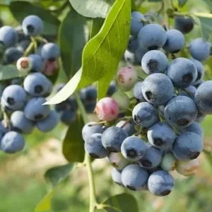 Duke Blueberry Live Plant – 1 Quart Pot, 10-12” Tall, Highbush Variety, Cold Hardy - Image 3