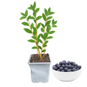 Duke Blueberry Live Plant – 1 Quart Pot, 10-12” Tall, Highbush Variety, Cold Hardy - Image 1