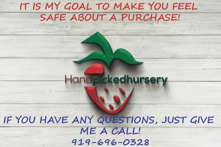 Duke Blueberry Live Plant – 1 Quart Pot, 10-12” Tall, Highbush Variety, Cold Hardy - Image 5