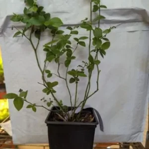 Duke Northern Highbush Blueberry Live Plant - 1 Gallon, Bare Root, 10-12 inch - Image 1