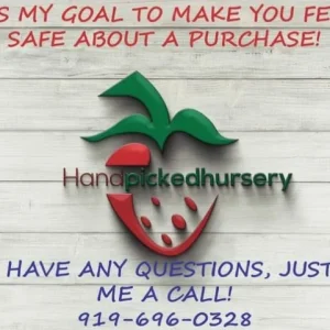 Duke Northern Highbush Blueberry Live Plant - 1 Gallon, Bare Root, 10-12 inch - Image 4