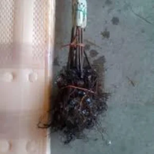 Dunstan Hybrid Chestnut Tree - 12-24in Bare Root Plant - Blight Resistant - Image 2