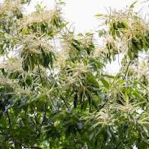 Dunstan Hybrid Chestnut Tree - 12-24in Bare Root Plant - Blight Resistant - Image 4