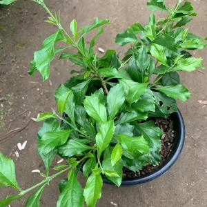 Duranta Sweet Memories Purple Flower Live Plant – 6 inch Pot – Outdoor Shrub - Image 2