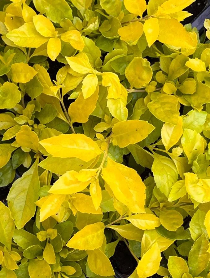 Duranta Yellow Live Plant – Golden Dewdrop Starter Plants – Set 3 – 3-6" Tall Shrub - Image 4