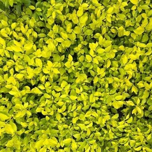Duranta Yellow Live Plants - 2 Pack, 4-6in Starter, Bright Yellow-Green Foliage, Drought Tolerant - Image 2