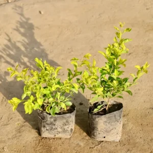 Duranta Yellow Live Plants - 2 Pack, 4-6in Starter, Bright Yellow-Green Foliage, Drought Tolerant - Image 5