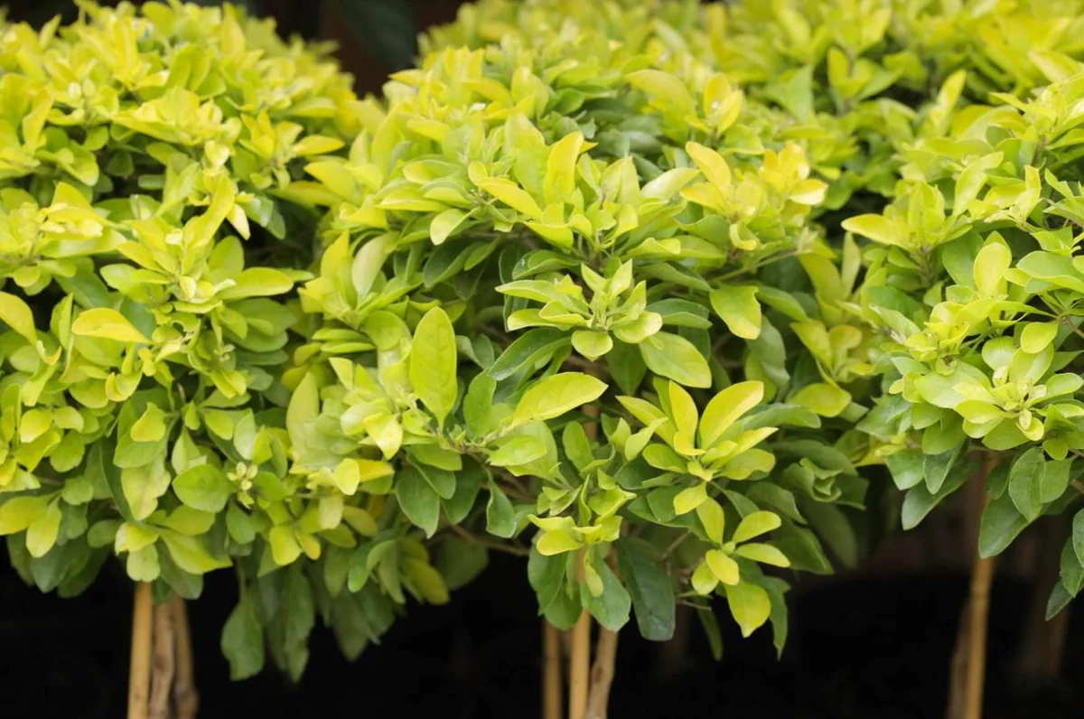 Duranta Yellow Starter Plant - Ornamental Shrub - Live Plant - 3-6" Tall - Image 1