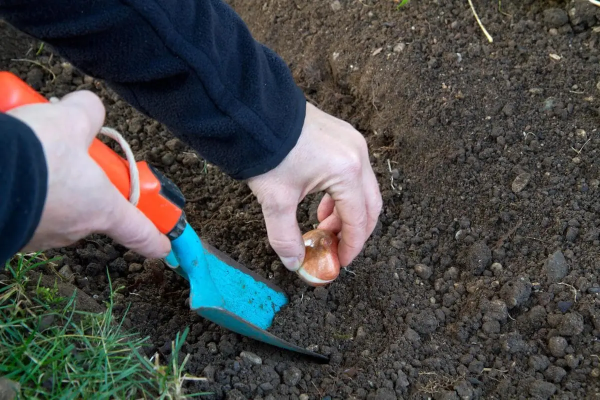 Dutch Iris Apollo Bulbs - 20 Count - 8/9 cm - White & Yellow Flowers - Image 4