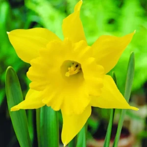 Dutchmaster Trumpet Daffodil Bulbs - Large Yellow Flowers, 18-20" Tall, Outdoor - Image 2