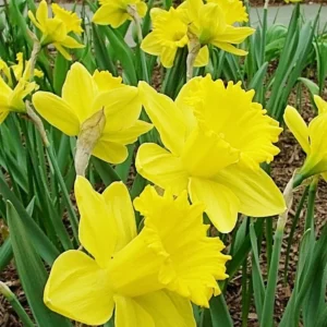 Dutchmaster Trumpet Daffodil Bulbs - Large Yellow Flowers, 18-20