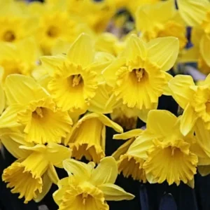 Dutchmaster Trumpet Daffodil Bulbs - Large Yellow Flowers, 18-20" Tall, Outdoor - Image 1