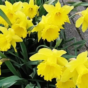 Dutchmaster Trumpet Daffodil Bulbs - Large Yellow Flowers, 18-20