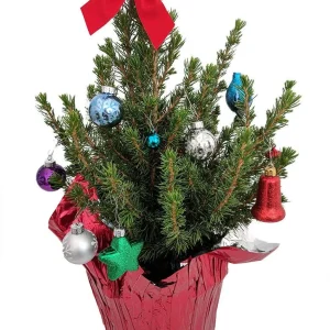 Dwarf Alberta Spruce Live Plant - Picea Conica Miniature Evergreen - 6 inch Pot - Image 3