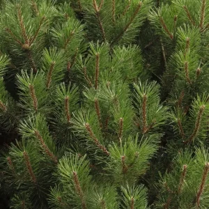 Dwarf Alberta Spruce Live Plant - Picea glauca 'Conica' - 4" Pot - Outdoor Shrub - Image 2