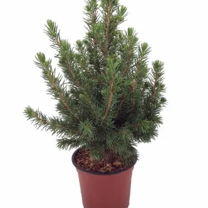 Dwarf Alberta Spruce Live Plant - Picea Glauca Conica - 6 inch Pot - Hardy Evergreen - Image 2
