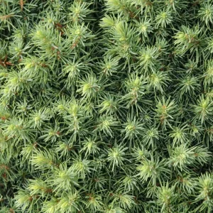 Dwarf Alberta Spruce Live Plant - Picea Glauca Conica - 6 inch Pot - Hardy Evergreen - Image 3