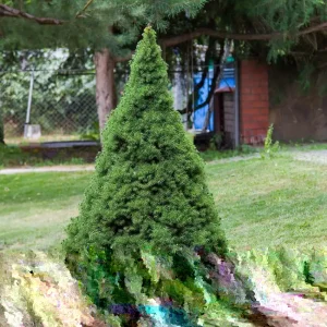 Dwarf Alberta Spruce Picea glauca 'Conica' Live Starter Plant 4+ Inches - Image 7