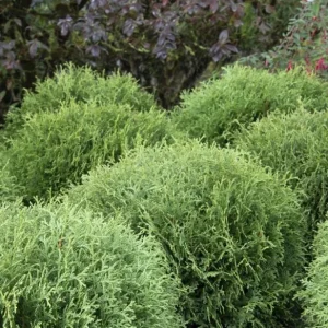 Dwarf Arborvitae Live Plant - Little Giant Evergreen Shrub - 6