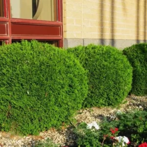 Dwarf Arborvitae Live Plant - Thuja occidentalis - 6" Tall - 1qt Pot - Evergreen - Image 2