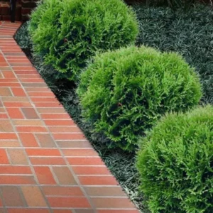 Dwarf Arborvitae Live Plant - Thuja occidentalis - 6