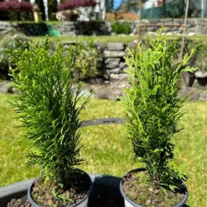 Dwarf Arborvitae Live Plant - Thuja occidentalis - 6