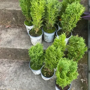 Dwarf Arborvitae Live Plant - Thuja occidentalis - 6