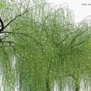 Dwarf Australian Weeping Willow Tree Seeds - 5 Bonsai Seeds Salix Tristis - Image 2