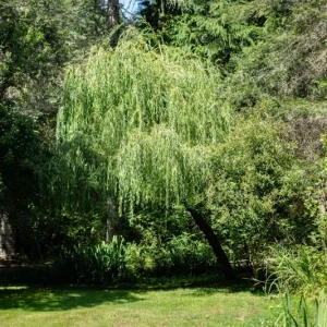 Dwarf Australian Weeping Willow Tree Seeds - 5 Bonsai Seeds Salix Tristis - Image 3