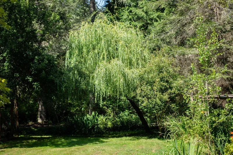 Dwarf Australian Weeping Willow Tree Seeds - 5 Bonsai Seeds Salix Tristis - Image 3
