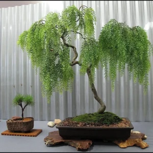 Dwarf Australian Weeping Willow Tree Seeds - 5 Bonsai Seeds Salix Tristis - Image 1