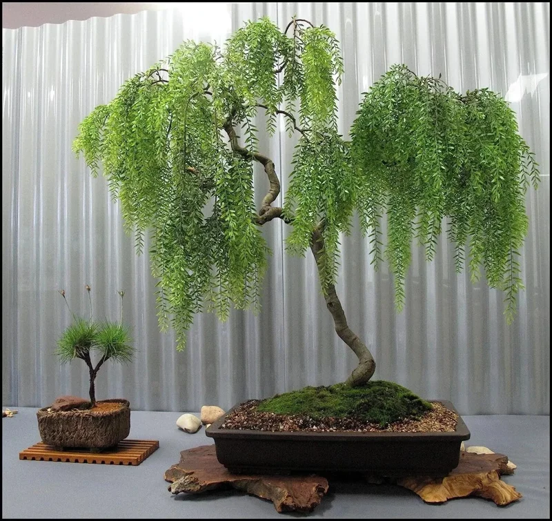 Dwarf Australian Weeping Willow Tree Seeds - 5 Bonsai Seeds Salix Tristis - Image 1