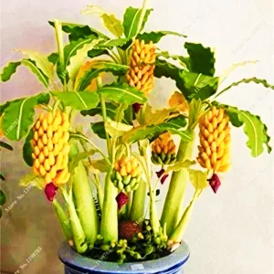 Dwarf Banana Bonsai Seeds - Rare Musa Species for Indoor/Outdoor Planting - Image 3
