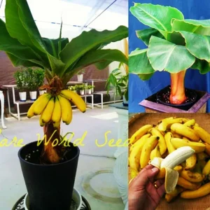 Dwarf Banana Bonsai Seeds - Rare Musa Species for Indoor/Outdoor Planting - Image 4