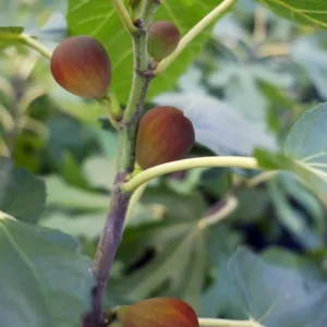 Dwarf Beer's Black Fig Tree Live Plant - Compact Ficus carica for Containers - Image 3